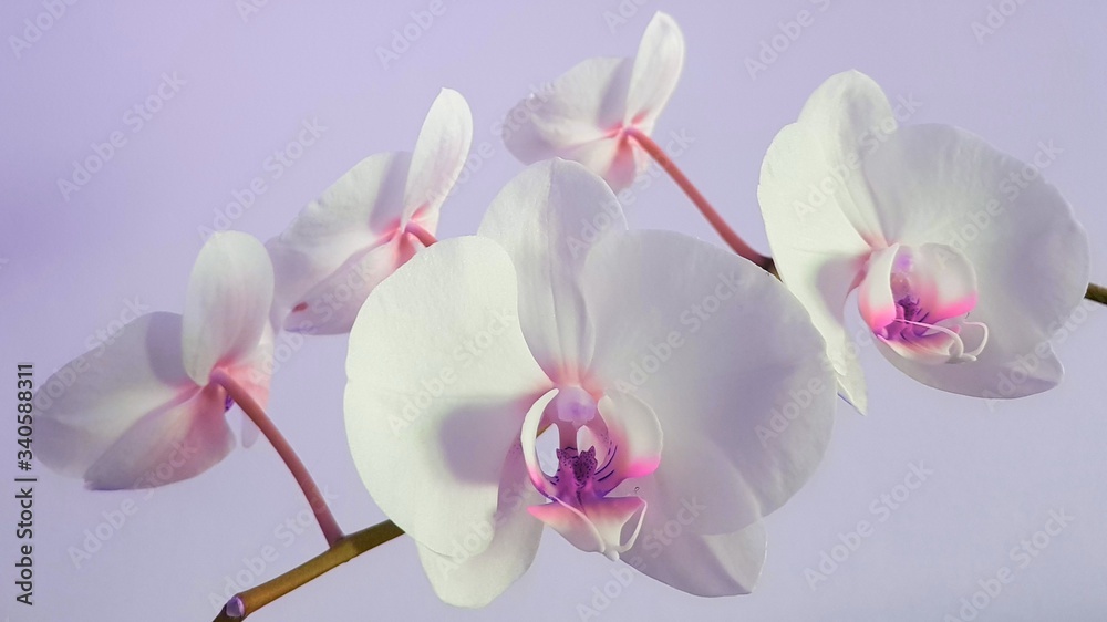 Fototapeta premium pink orchid flower