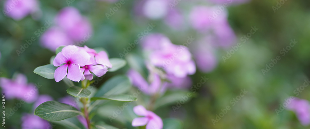 Flower soft focus with some sharp and blurred background. Flower soft focus with some sharp and blurred background.