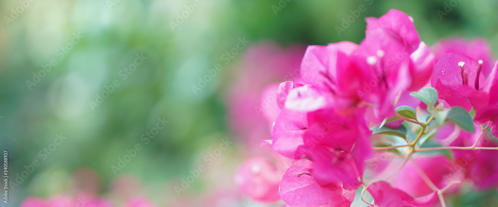 Flower soft focus with some sharp and blurred background. Flower soft focus with some sharp and blurred background.