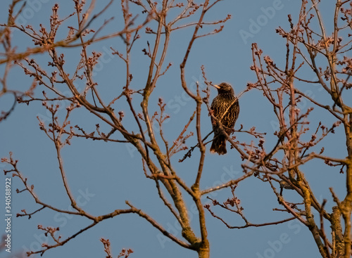 Starling bird. Sturnus vulgaris bird. 