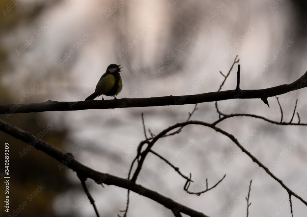 Great tit. Great tit parus major. Bird