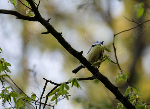 Great tit. Great tit parus major. Bird © mariusgabi