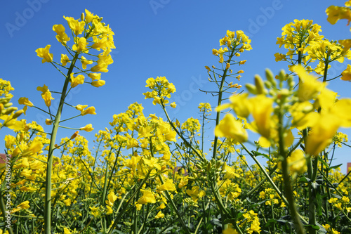 Rapeseed field. Agriculture landscape. Field of yellow rapeseed