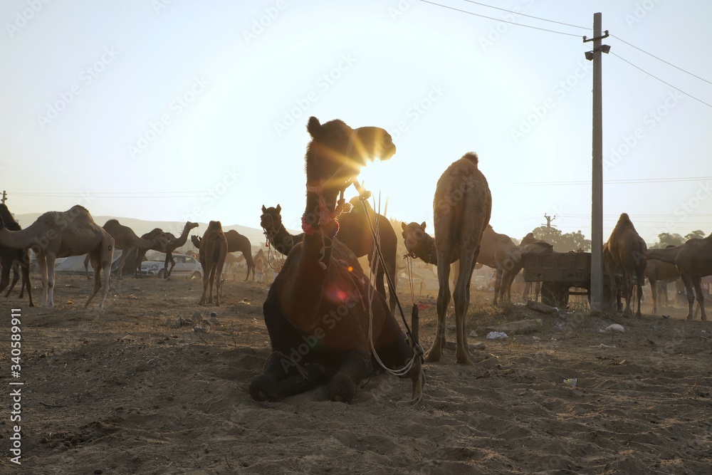 Fototapeta premium Silhouette of Camels at Pushkar Camel Fair (Pushkar Mela),rajasthan,india