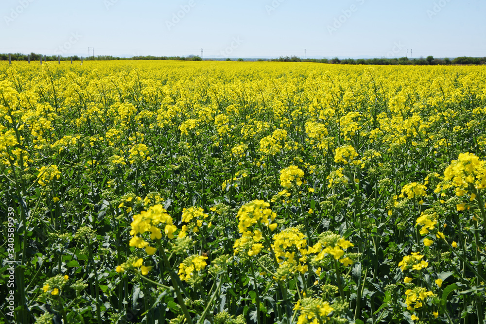 Rapeseed field. Agriculture landscape. Field of yellow rapeseed