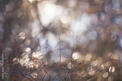 Thin fragile leafless twigs on the background with round bright highlights in the natural environment close-up. Spring landscape of shrubs on a background glowing from the sun.