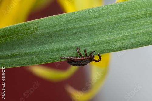 Tick (Ixodes ricinus) sits on a green grass, this kind of animal is a dangerous parasite and carrier of infection