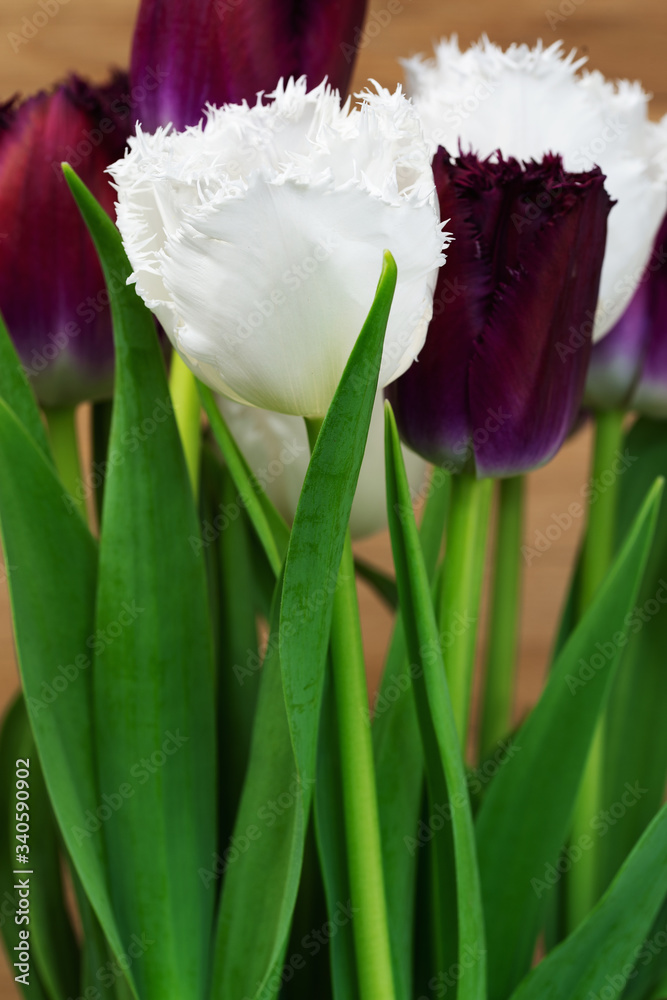 Naklejka premium Tulips in the flower garden on the background of a boardwalk