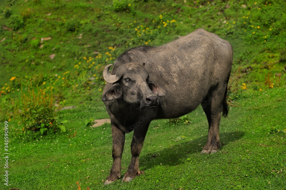 Obraz premium beautiful shot of himalyan buffalo