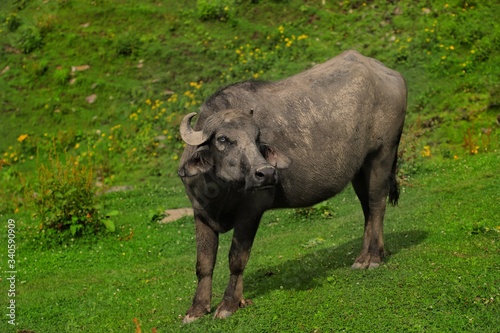 beautiful shot of himalyan buffalo