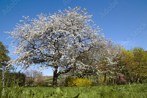 Spring tree