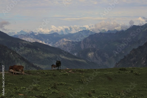 Mesmerizing view at Parvati valley, Kasol, Himachal Pradesh, India. and a cow