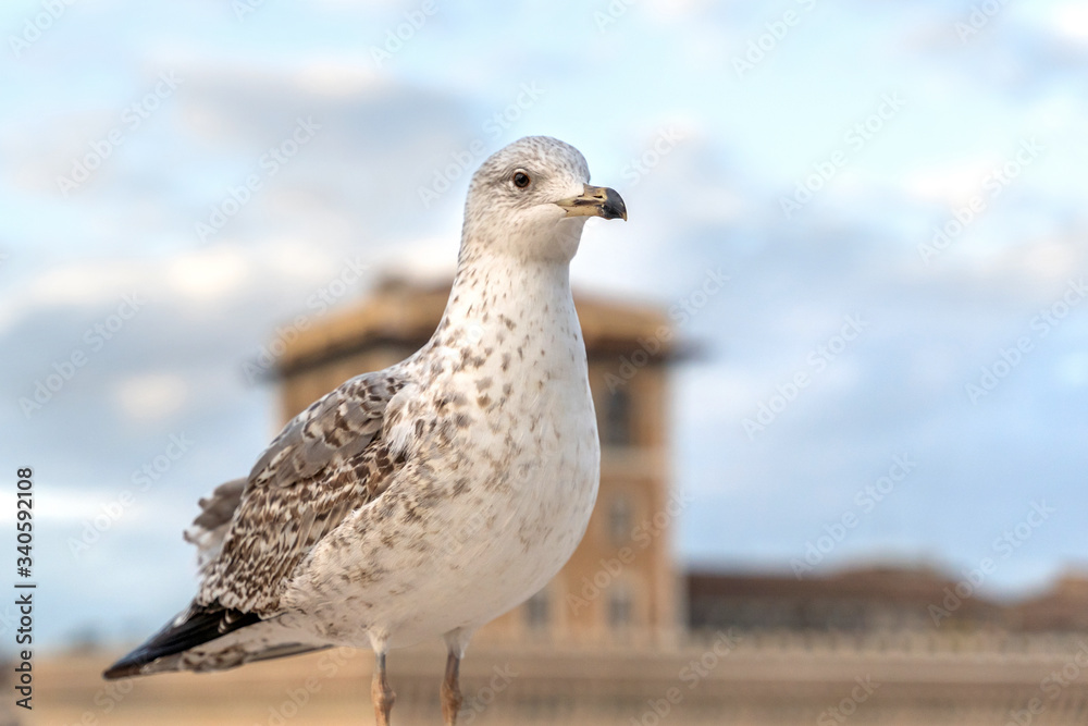 Obraz premium Big seagull sitting on concrete border in cityscape background, on Altare della Patria of Rome, Italy.