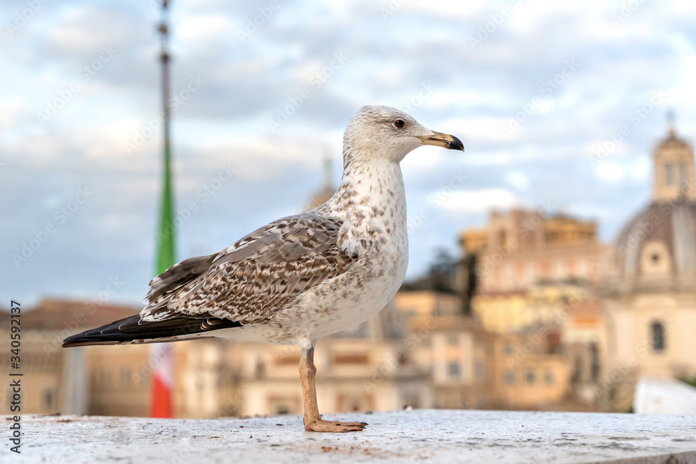 Big seagull sitting on concrete border in cityscape background, on Altare della Patria of Rome, Italy. Big seagull sitting on concrete border in cityscape background, on Altare della Patria of Rome, Italy.