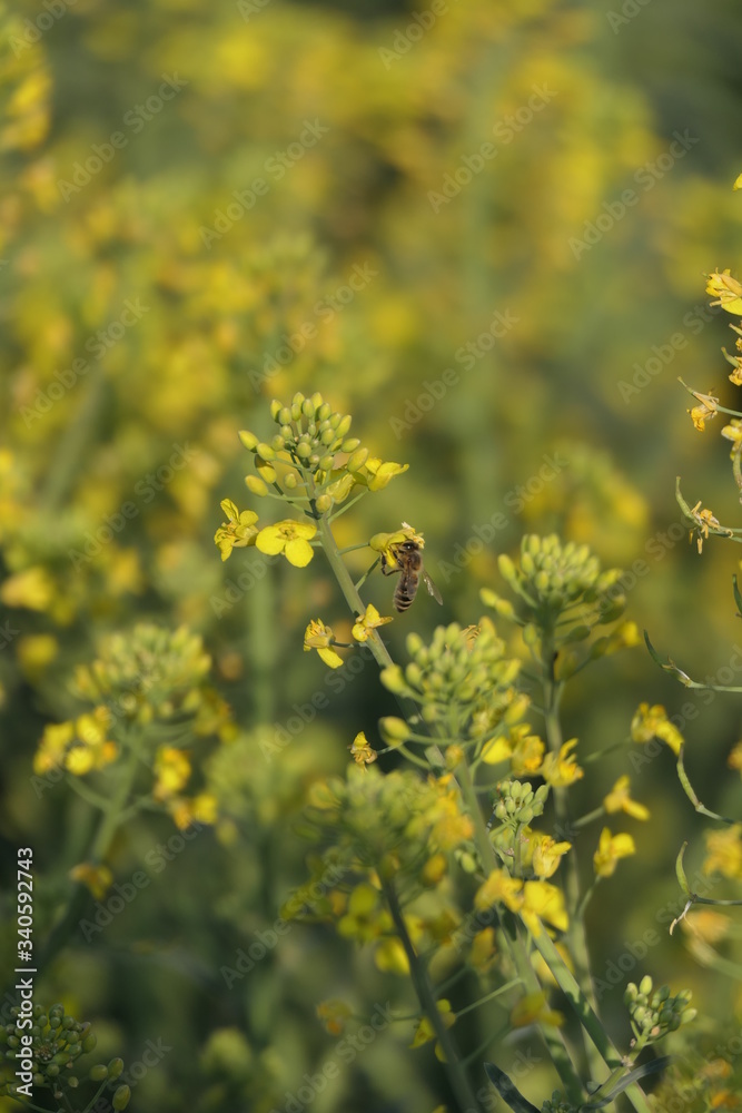 Obraz premium Rapsfeld 