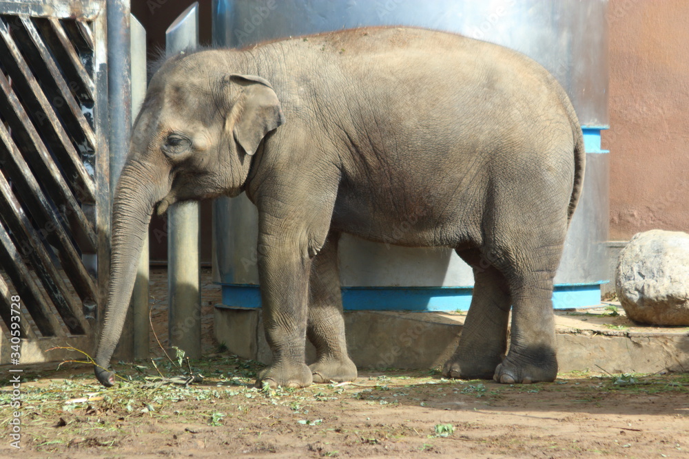 Naklejka premium elephant walks by the hedge