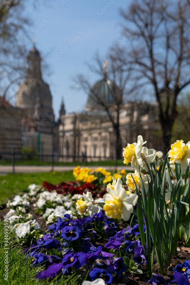 Fototapeta premium Spring vibes in Dresden, Frauenkirche, saxony, germany