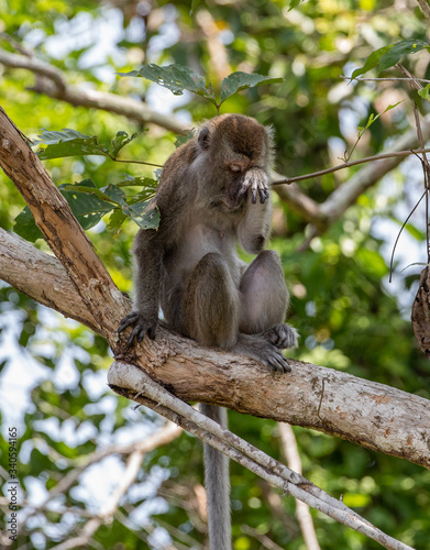 Long tail macaque sitting on a tree scratching its eye, looking tired