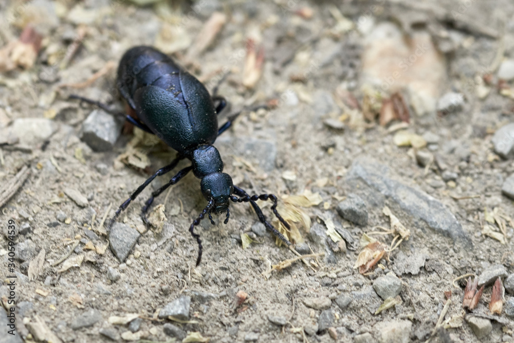 Black oil beetle (Meloe proscarabaeus) - insect of the year 2020 Black oil beetle (Meloe proscarabaeus) - insect of the year 2020