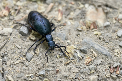 Black oil beetle (Meloe proscarabaeus) - insect of the year 2020 © Thomas Marx