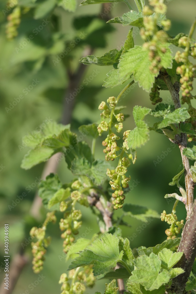 Blüte der roten Johannisbeere Blüte der roten Johannisbeere