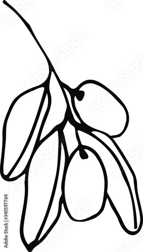 Olive branche and fruits for Italian cuisine design or extra virgin oil food or cosmetic product packaging wrapper. Hand drawn single Illustration in vector.