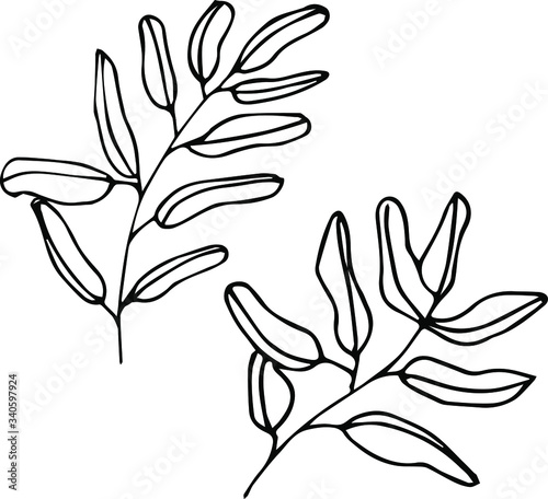 Cute set of hand drawn leaves of olive tree. Traditional hand drawn spring set in ink style.