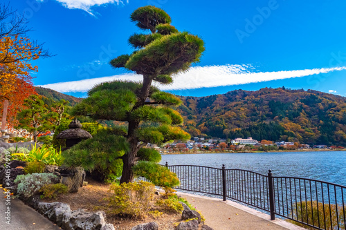 Japan. Landscape of lake Kawaguchiko. Tree on the waterfront. Japanese pine. The nature of the lake Kawaguchiko. Landscape of a japanese lake. Tour to the city of Fujikawaguchiko. Autumn in Japan