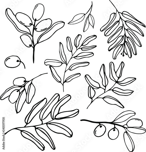 Olives set of elements with olive branches and fruits for Italian, greek or turkish cuisine design or extra virgin oil food or cosmetic product packaging wrapper. Hand drawn Illustration in vector.