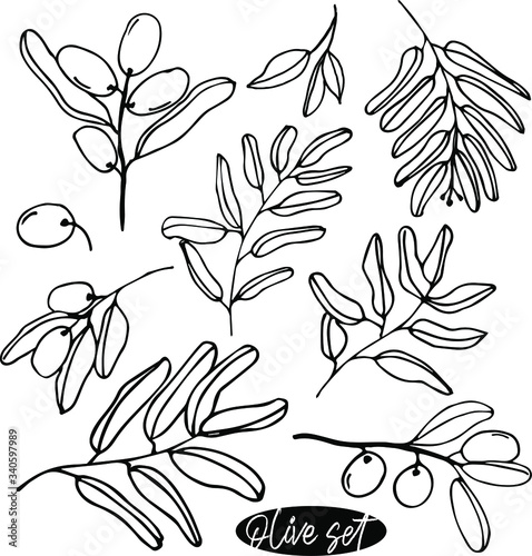 Olives set of elements with olive branches and fruits for Italian, greek or turkish cuisine design or extra virgin oil food or cosmetic product packaging wrapper. Hand drawn Illustration in vector.