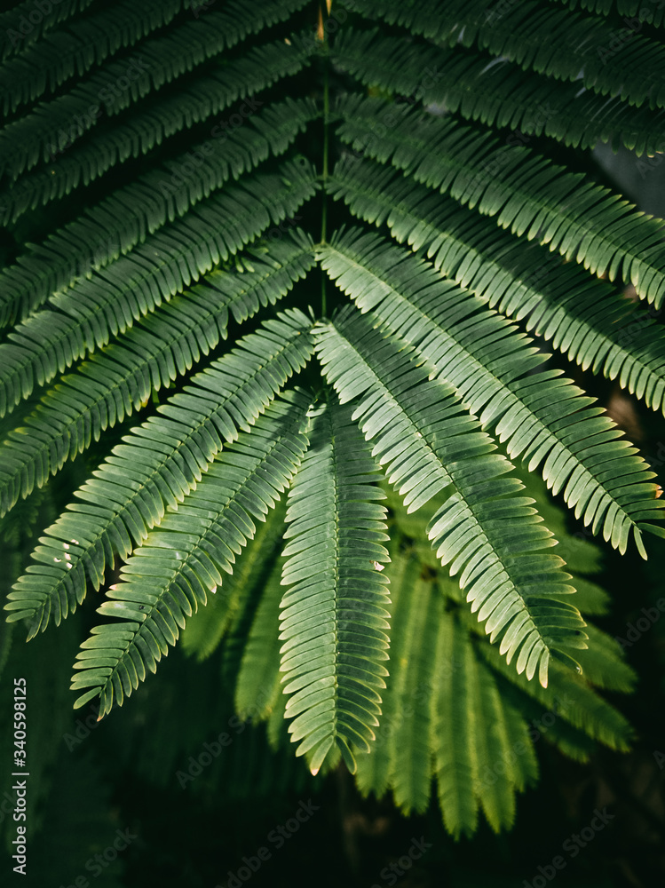 Green Leaves of Silk Tree or Albizia julibrissin Durazz, Pink siris, Lenkoran acacia.