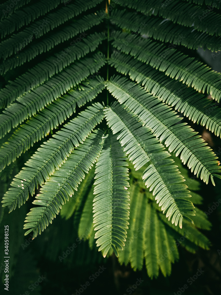 Green Leaves of Silk Tree or Albizia julibrissin Durazz, Pink siris, Lenkoran acacia. Green Leaves of Silk Tree or Albizia julibrissin Durazz, Pink siris, Lenkoran acacia.