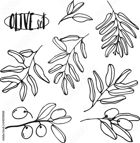 Olives set of elements with olive branches and fruits for Italian, greek or turkish cuisine design or extra virgin oil food or cosmetic product packaging wrapper. Hand drawn Illustration in vector.
