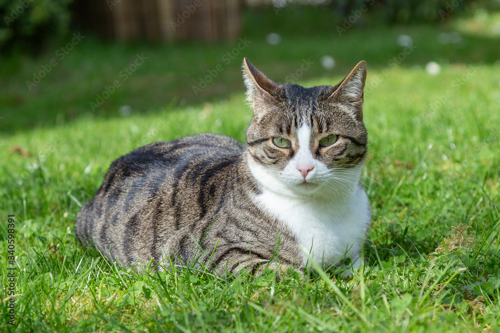 cute cat lying at the green grass