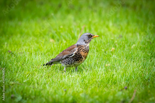 snowbird on the green spring grass (Turdus pilaris)