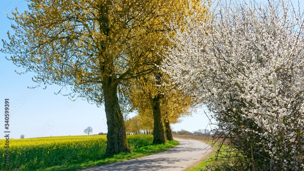 Naklejka premium Weißdorn, Pappeln und Raps
