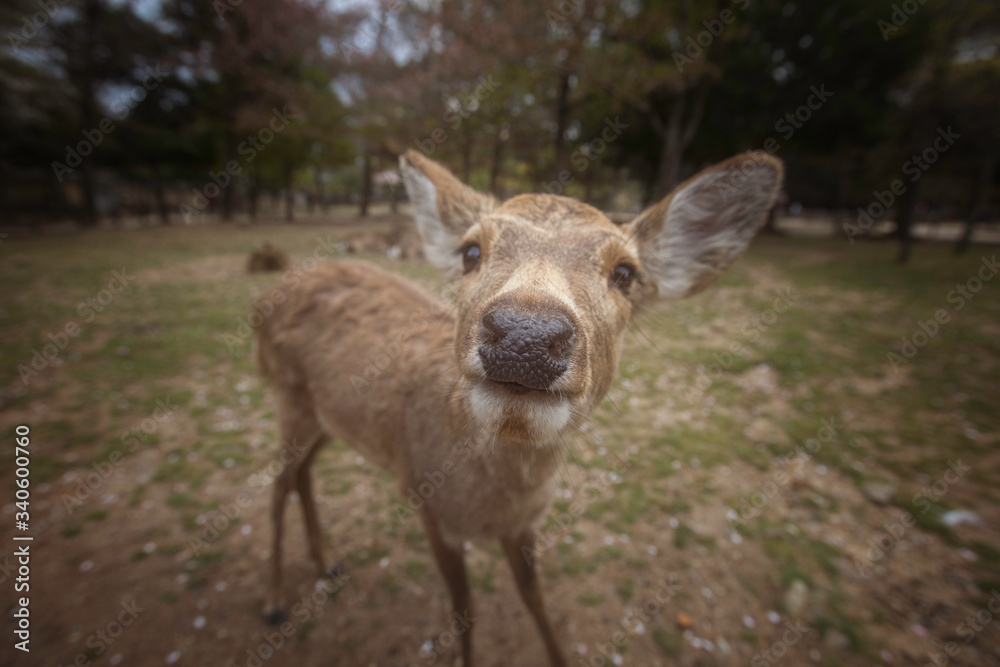 Deer at Nara park during a sunny day in the cherry blossom season, Japan Deer at Nara park during a sunny day in the cherry blossom season, Japan