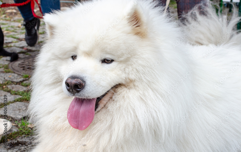 Wroclaw, Poland - September 8 2019: Dog parade Hau are you? Beautyful white dog samoyed. Close up. Wroclaw, Poland - September 8 2019: Dog parade Hau are you? Beautyful white dog samoyed. Close up.