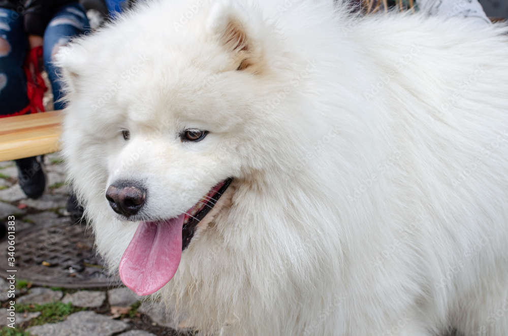 Wroclaw, Poland -  September 8 2019: Dog  parade Hau are you? Beautyful white dog samoyed.  Close up.