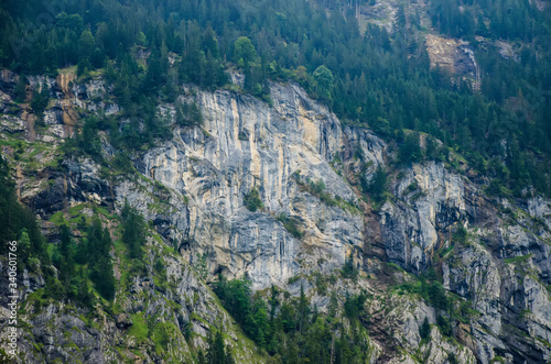 Rock, trees growing on the mountain © alexphoto1993