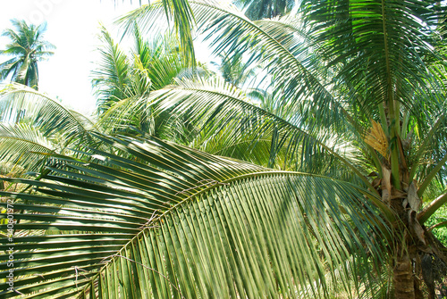 Coconut plantation  nectar  planted in the tropics  exported to foreign countries.