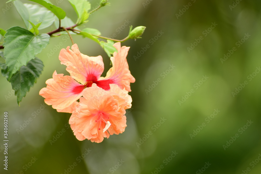 Beautiful yellow flower Beautiful yellow flower