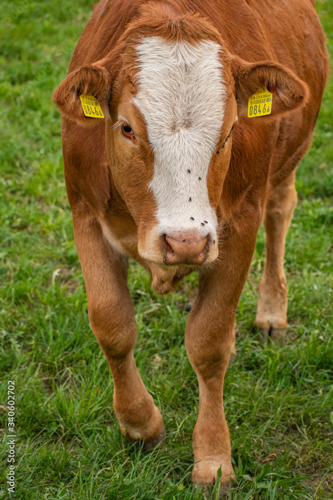Beautiful swiss cows. Alpine meadows. Mountains. Beautiful swiss cows. Alpine meadows. Mountains.