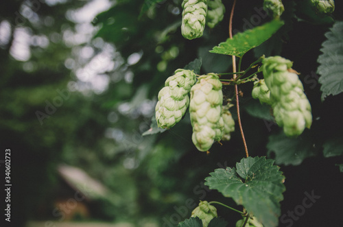 Green hop growing plan used for beer