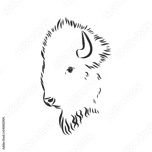 Vector illustration with bull head. Hand drawn sketch. portrait of a bison, bison head vector sketch illustration