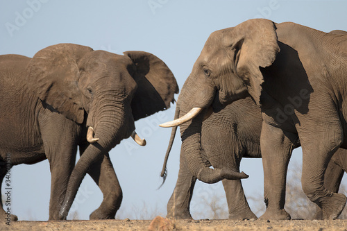 African bull elephant in african wildlife National park