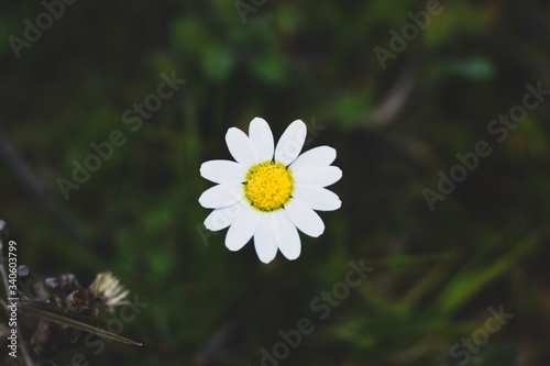 Close-up of a white daisy in a sunny day 