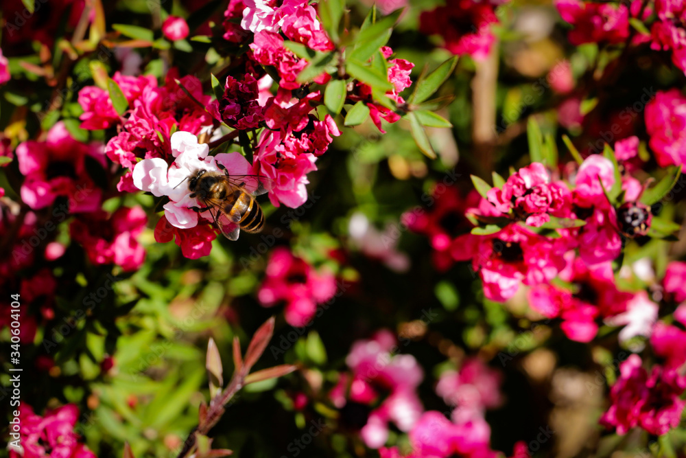 Red flowers are blossom with a bee. Wild bee is taking nectar from pink flowers in a Japanese garden during summer season Red flowers are blossom with a bee. Wild bee is taking nectar from pink flowers in a Japanese garden during summer season