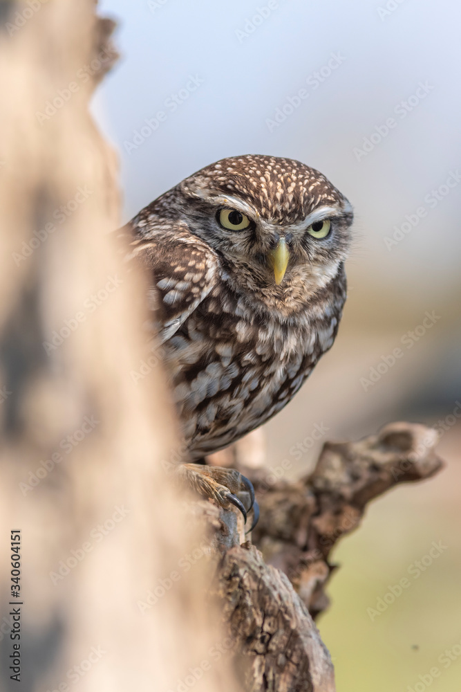 A little owl perched in a tree