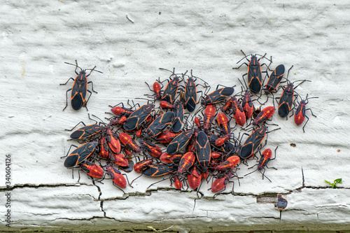 Box Elder bugs in a cluster on the side of an old house.